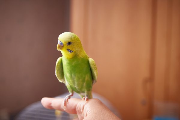 8 rules for adapting a parrot to a new home